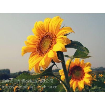 喜相逢低首付买车购车买车购车低首付购车