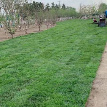 辽阳辽宁内蒙秦皇岛小区学校公路墓地绿化草坪苗木出售