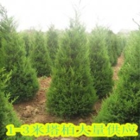 陕西苗木-塔柏树苗批发-陵园墓地塔柏种植-裕盛苗木批发