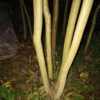 丛生紫薇,50公分1米丛生紫薇,1.5米2米冠幅丛生紫薇