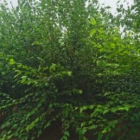 供应 落叶丛生白桦 园林绿化白桦树苗 园林绿化工程