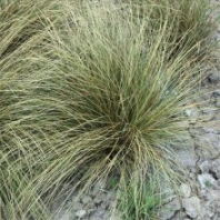 苗圃出售棕叶苔草 园林花坛花镜绿化景观用草 棕红苔草