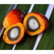 棕榈天然胡萝卜素